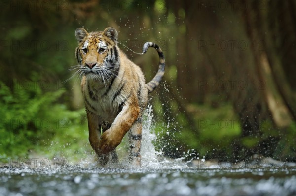 Amur tiger running in water. Danger animal, tajga, Russia. Animal in forest stream. Grey Stone,