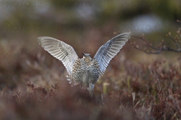 Great Snipe (Gallinago media) flapping wings, Buskerud, Norway
