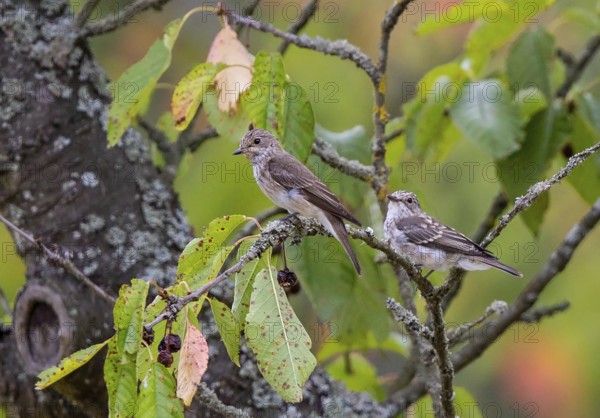 Spotted Flycatcher (Muscicapa striata) adult with young, perched on a branch, Baden-Wuerttemberg,