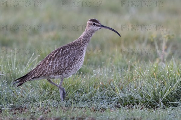 Langer Hals... Regenbrachvogel *Numenius phaeopus* bei der Nahrungssuche auf einer nassfeuchten