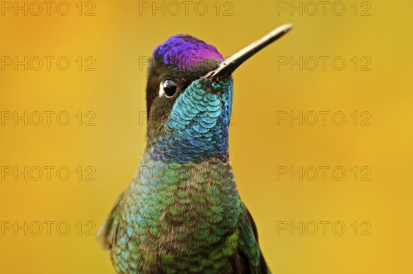 Talamanca admirable hummingbird, Eugenes spectabilis, detail bill portrait of beautiful bird.