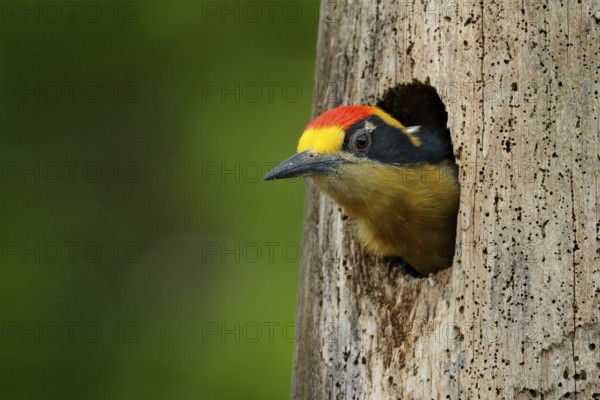 Bird in the tree nest hole, detail portrait. Golden-naped woodpecker, Melanerpes chrysauchen,