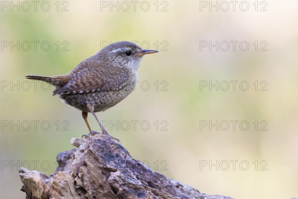 Eurasian Wren (Troglodytes troglodytes), Lower Saxony, Germany