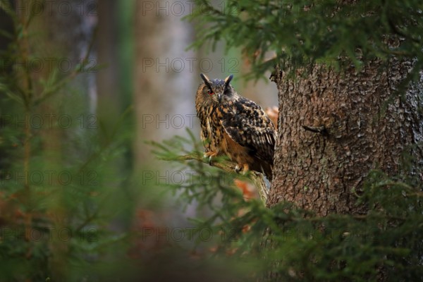 Eurasian Eagle Owl with big orange eyes, Germany. Bird in autumn wood, beautiful sun light between