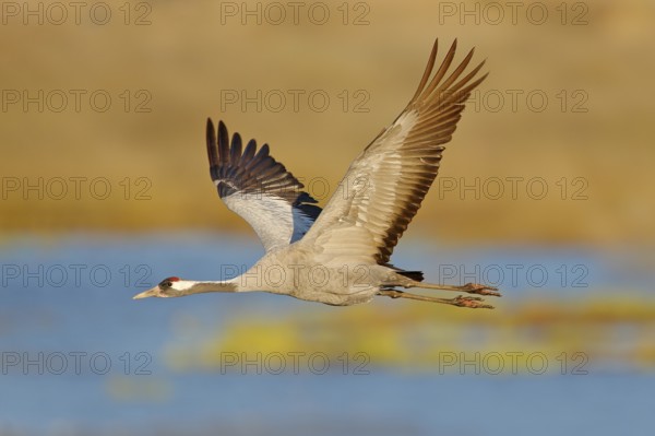 Common Crane, Grus grus, big bird in the nature habitat, Lake Hornborga, Sweden. Wildlife scene