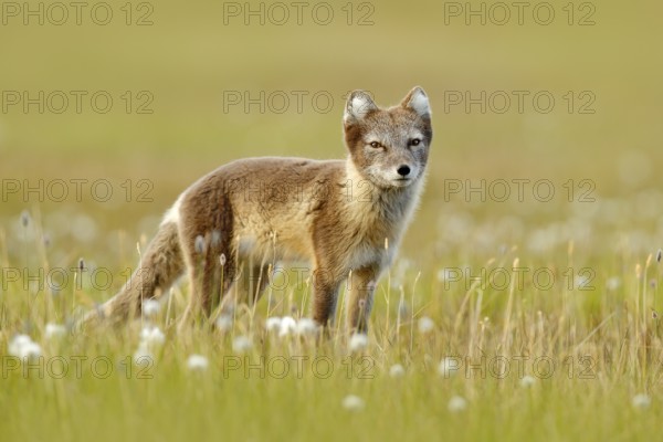 Arctic Fox, Vulpes lagopus, cute animal portrait in the nature habitat, grass meadow with flowers,