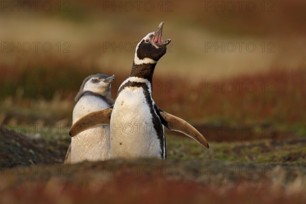 Two birds in the nesting ground hole, baby with mother, Magellanic penguin, Spheniscus