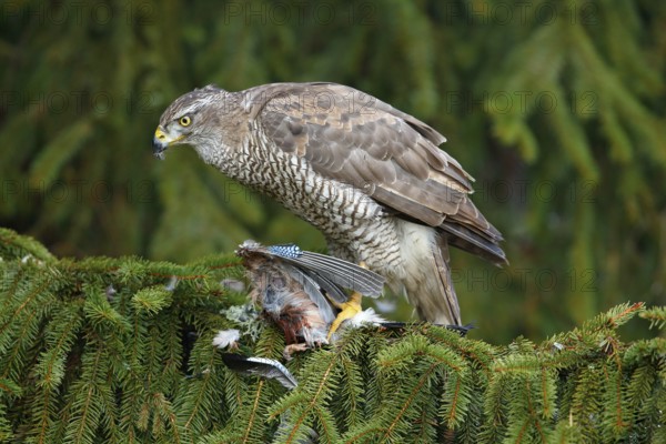 Bird behaviour. Bird of prey Goshawk kill jay on green spruce tree. Feeding scene with bird and