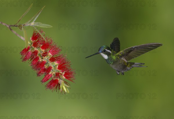 White-throated Mountain Gem (Lampornis castaneoventris) high in the mountains at San Gerrardo de