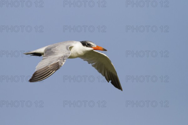 Caspian Tern (Hydroprogne caspia) flying, Oman