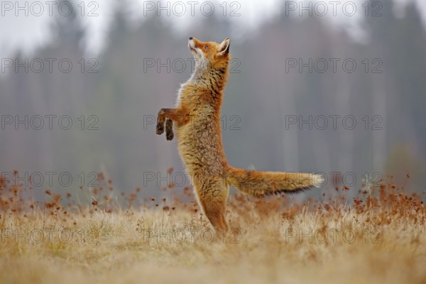 Red Fox hunting, Vulpes vulpes, wildlife scene from Europe. Orange fur coat animal in the nature