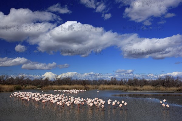 Nature reserve in France. Flock of Greater Flamingo, Phoenicopterus ruber, nice pink big bird,