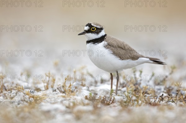 Little Ringed Plover (Charadrius dubius), Saxony-Anhalt, Germany