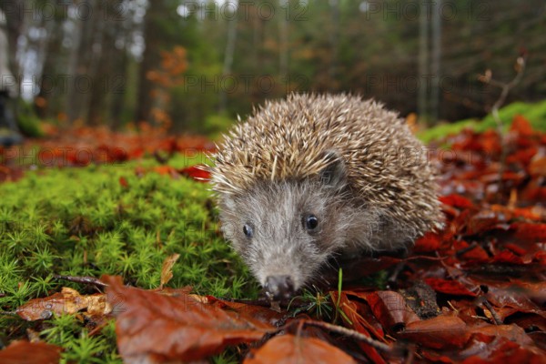 European Hedgehog, Erinaceus europaeus, on a green moss at the forest, photo with wide angle.