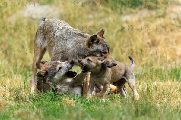 Pup and two adult wolves in playful interaction in a meadow, Timberwolf, wolf, American wolf,