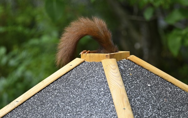 Eurasian red squirrel (Sciurus vulgaris), sitting on bird house, getting food through the roof