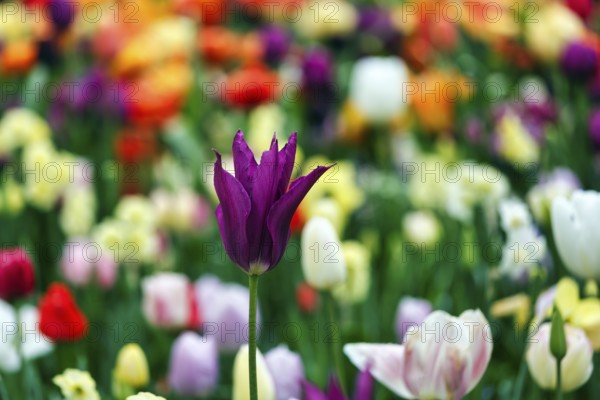 Different coloured tulips (Tulipa), colourful tulip bed, Keukenhof gardens, Lisse, Bollenstreek,