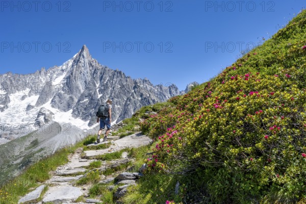 Picturesque mountain landscape with blooming alpine roses, imposing mountain peaks and glaciers,