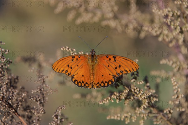 Orange-coloured butterfly of the genus Gulf fritillary on Artemisia annua, seen in Buenos Aires,