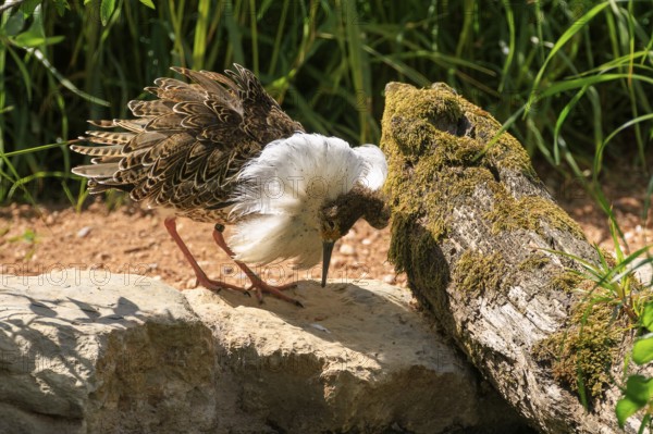 A bird interacting with a moss-covered tree in a sunny environment, Ruff (Calidris pugnax, Syn.: