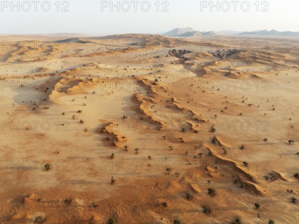 Sand dunes grown with camelthorn trees (Vachellia erioloba) in the Tsondab Valley in the Namib