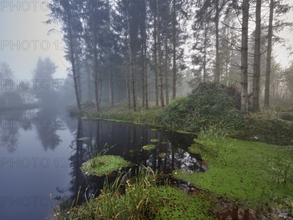 Ballmoos forest reserve, raised bog in the fog, Lieliwald, Lindenberg, Horben, Canton Lucerne,