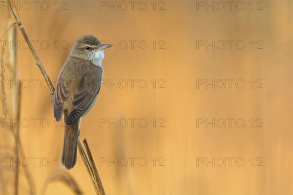 Drosselrohrsänger, Great Reed Warbler, Great Reed-Warbler, Acrocephalus arundinaceus, Rousserolle