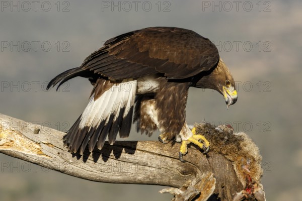 Golden Eagle (Aquila chrysaetos) immature, first winter plumage eating a rabbit, Castile and Leon,