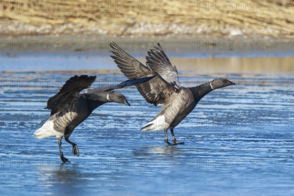 Brant Goose (Branta bernicla) landing, Netherlands