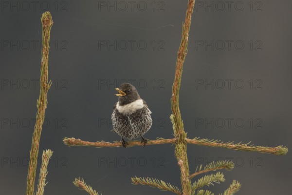 Ring Ouzel (Turdus torquatus) male singing, Bavaria, Germany