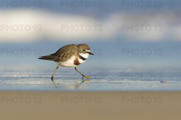 Double-banded Plover (Charadrius bicinctus) on beach, Victoria, Australia