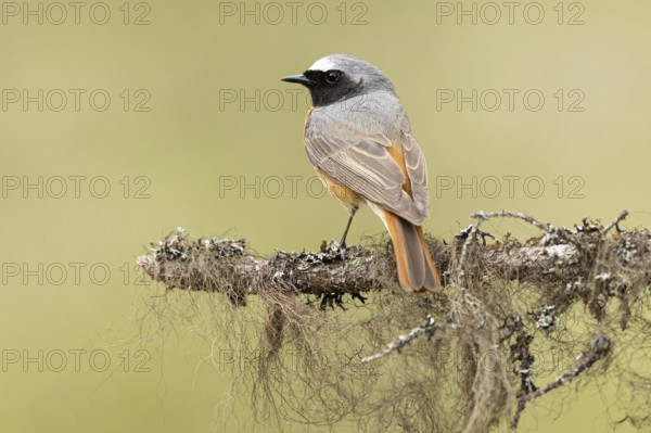 Common Redstart (Phoenicurus phoenicurus) male perched on a branch, Dalarna, Sweden