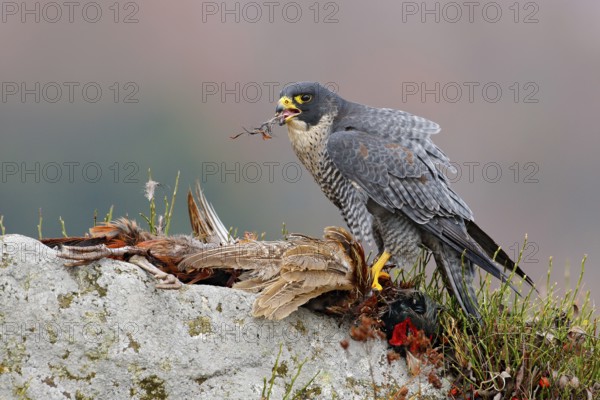 Widlife scene from nature, animal behaviour. Peregrine Falcon, Falco peregrinus, with kill Common