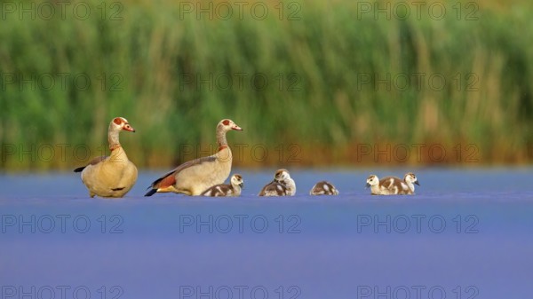 Egyptian Goose (Alopochen aegyptiaca) pair with chicks, Saxony-Anhalt, Germany