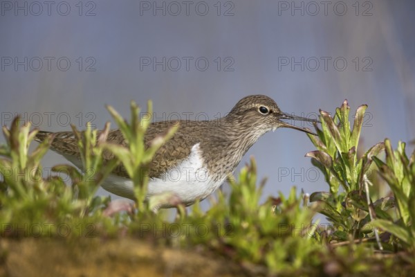 Common Sandpiper (Actitis hypoleucos), North Rhine-Westphalia, Germany