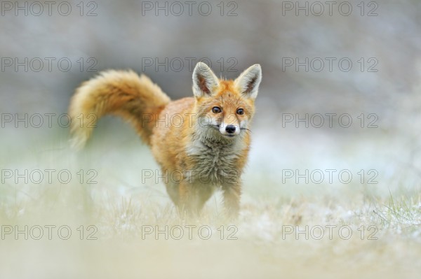 Red Fox jumping, Vulpes vulpes, wildlife scene from Europe. Orange fur coat animal in the nature