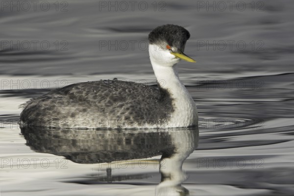 Western Grebe (Aechmophorus occidentalis), British Columbia, Canada