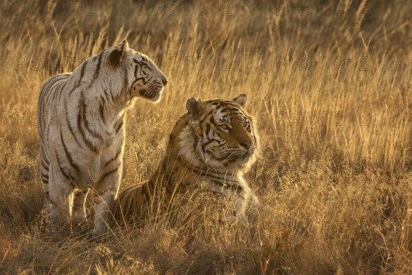 Bengal Tiger (Panthera tigris) white morph female together with normal color male, captive,
