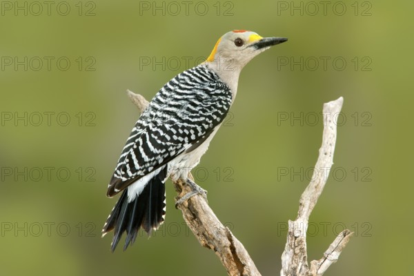 Golden fronted Woodpecker Melanerpes aurifrons Rio Grande City, Starr County, Texas, United States