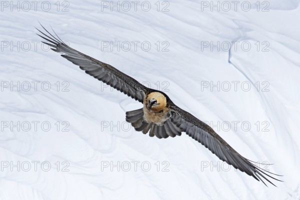 Bearded Vulture (Gypaetus barbatus) flying, Valais, Switzerland