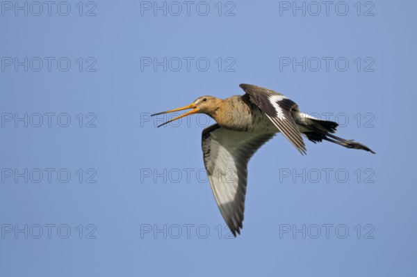 Uferschnepfe (Limosa limosa), Black-tailed Godwit, rufender Altvogel im Flug, Mai, Nijkerk,