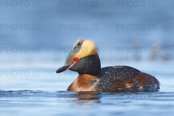 Horned Grebe (Podiceps auritus), Myvatn, Iceland