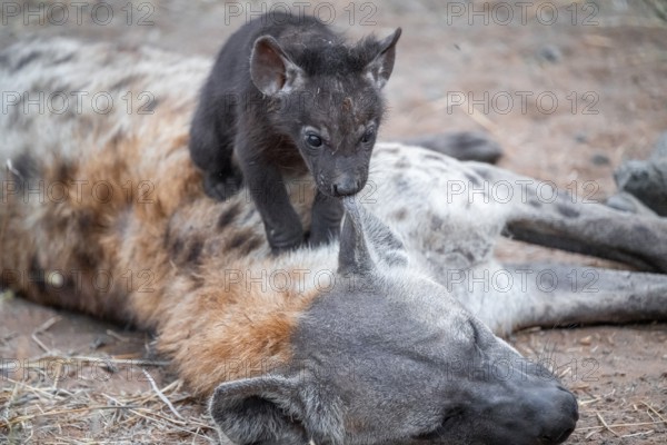 Spotted hyena (Crocuta crocuta), young animal nibbling on the mother's ear, Kruger National Park,