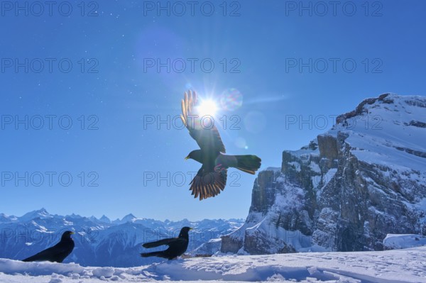 Alpine choughs (Pyrrhocorax graculus), one flying bird in the foreground, two in the background,