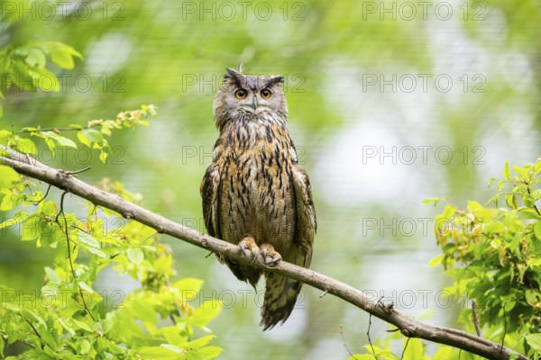 Eurasian eagle-owl (Bubo bubo) sitting on a branch, captive, Bavaria, Germany