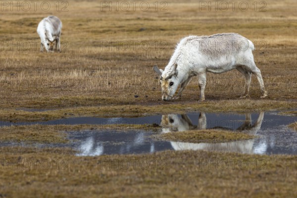 Svalbard skink (Rangifer tarandus platyrhynchus) reflected in the water, Mammals (Mammalia),