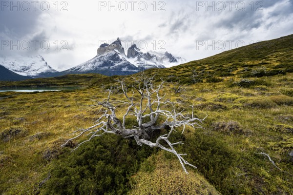 Enchanted dead trees, Cuernos del Paine mountain range in autumn, Torres del Paine National Park,