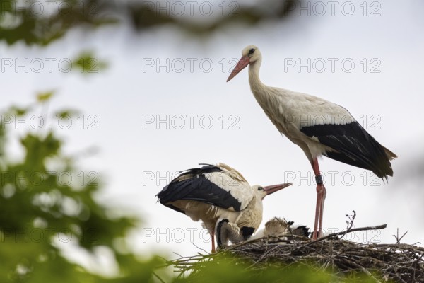 White stork (Ciconia ciconia), pair with young birds in the nest, birds, Affenberg Salem, Linzgau,