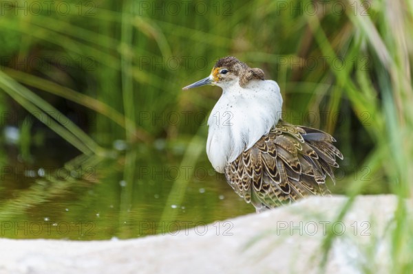 Bird in a marsh surrounded by grass and water, ruff (Calidris pugnax, Syn.: Philomachus pugnax),