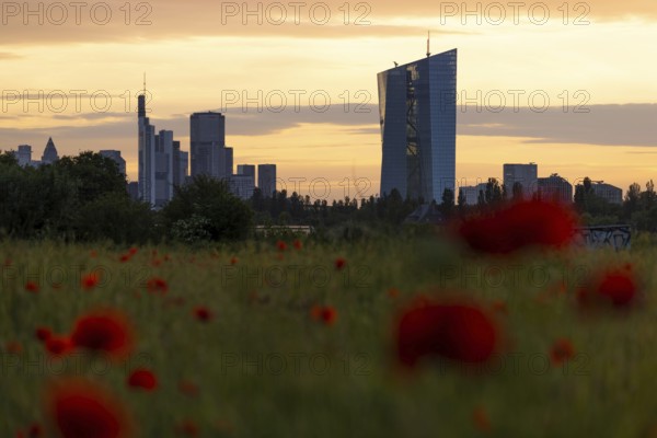 Poppies bloom in a meadow in front of the European Central Bank (ECB) and the Frankfurt banking